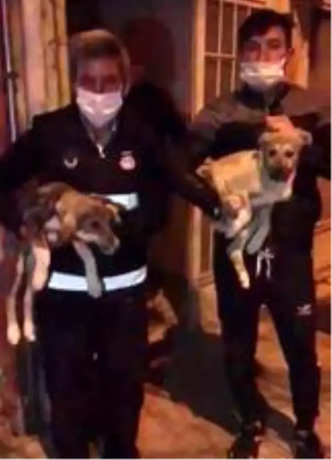 Çatıda mahsur kalan 2 yavru köpek kurtarıldı