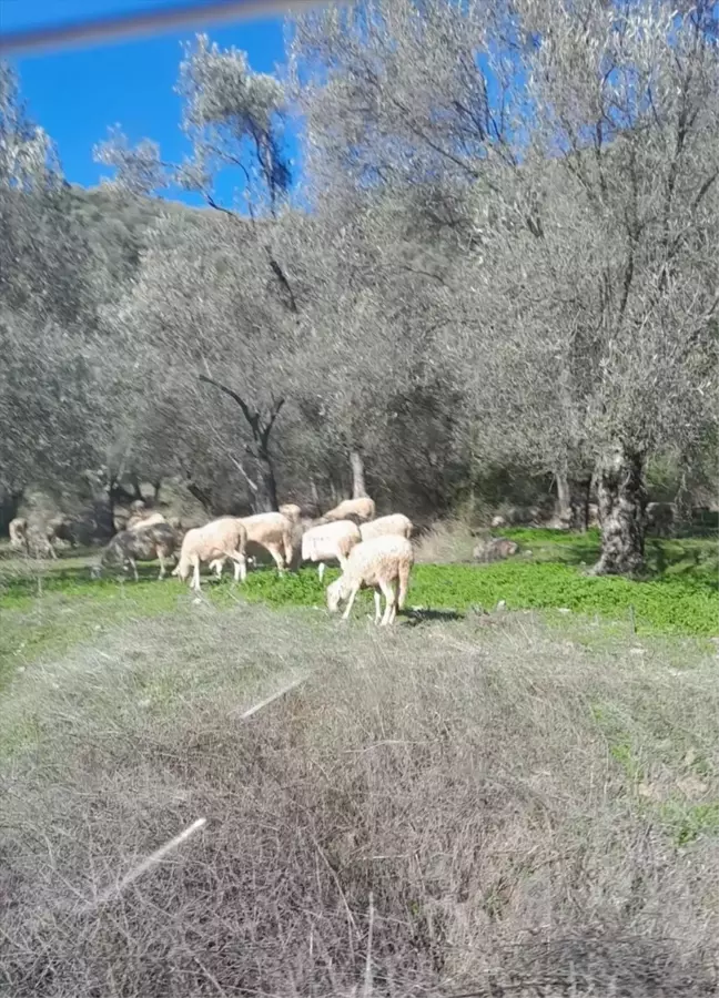 Burhaniye'de Zeytin Bahçelerinde Hayvan Otlatan Sürü Sahiplerine Ceza