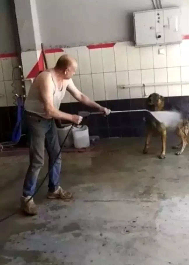 Bursa'da sıcaktan bunalan köpek böyle serinletildi