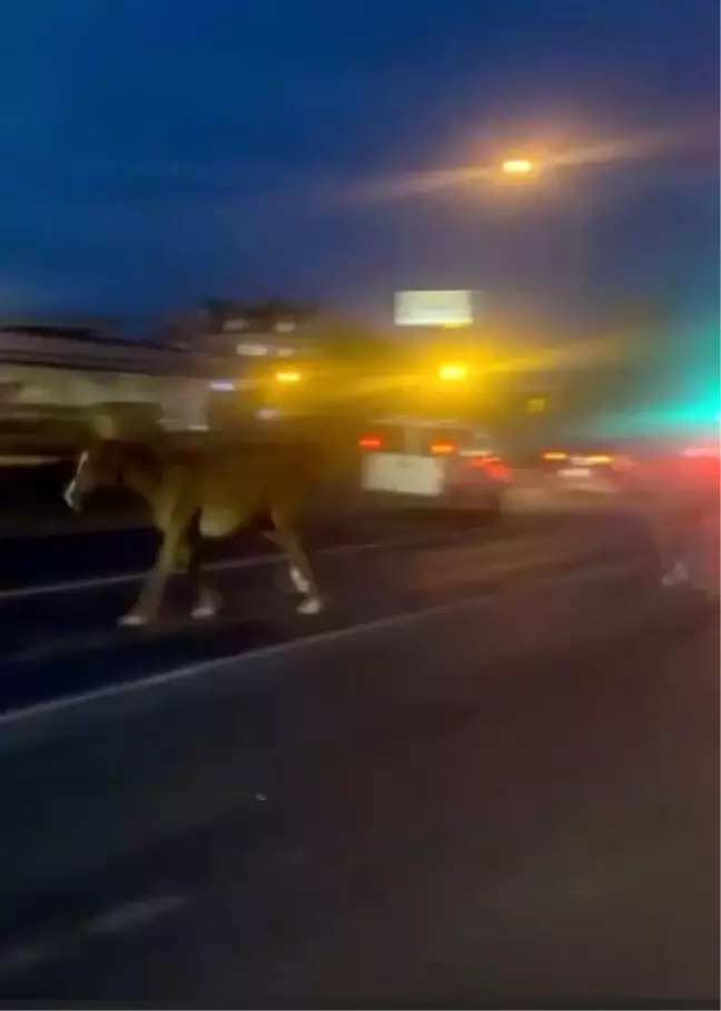 Mersin'de D-400 Karayolu'nda Atlar Trafiği Karıştırdı