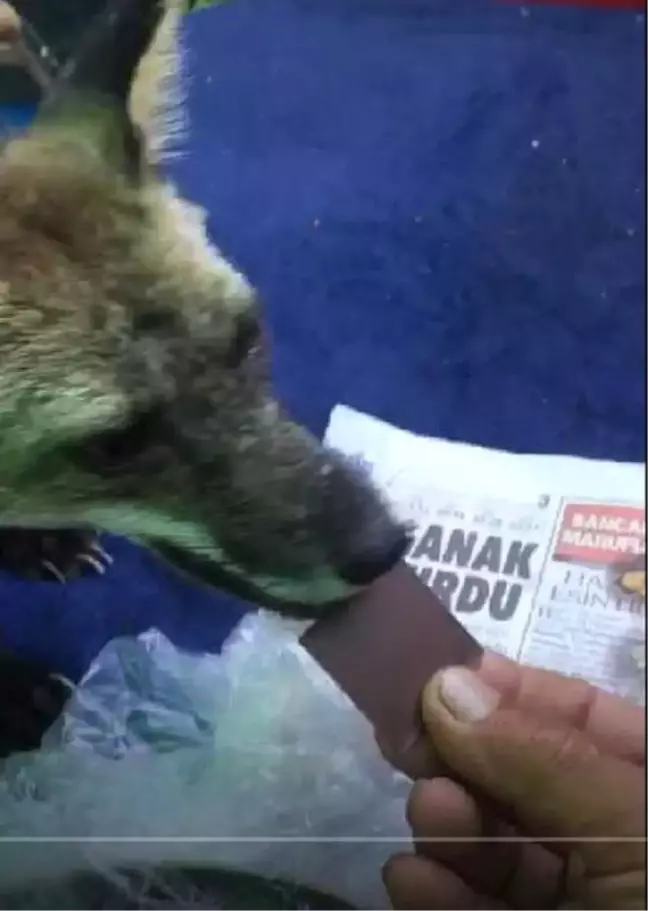 Tilki Osi'yi, Elleriyle Besliyor