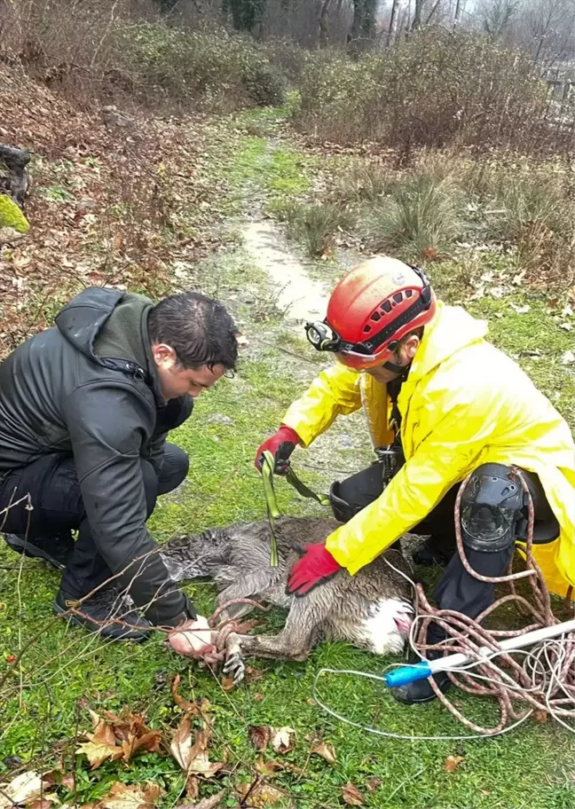 Safranbolu'da su kanalına düşen karaca kurtarıldı