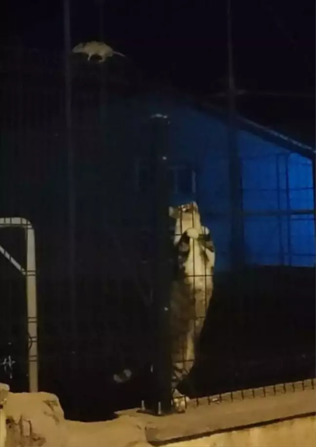 Çorum'da Kedi ve Fare Arasındaki Kovalamaca Görüntülendi