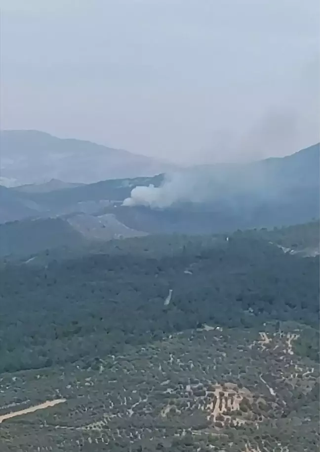 Manisa'nın Akhisar ilçesinde orman yangını