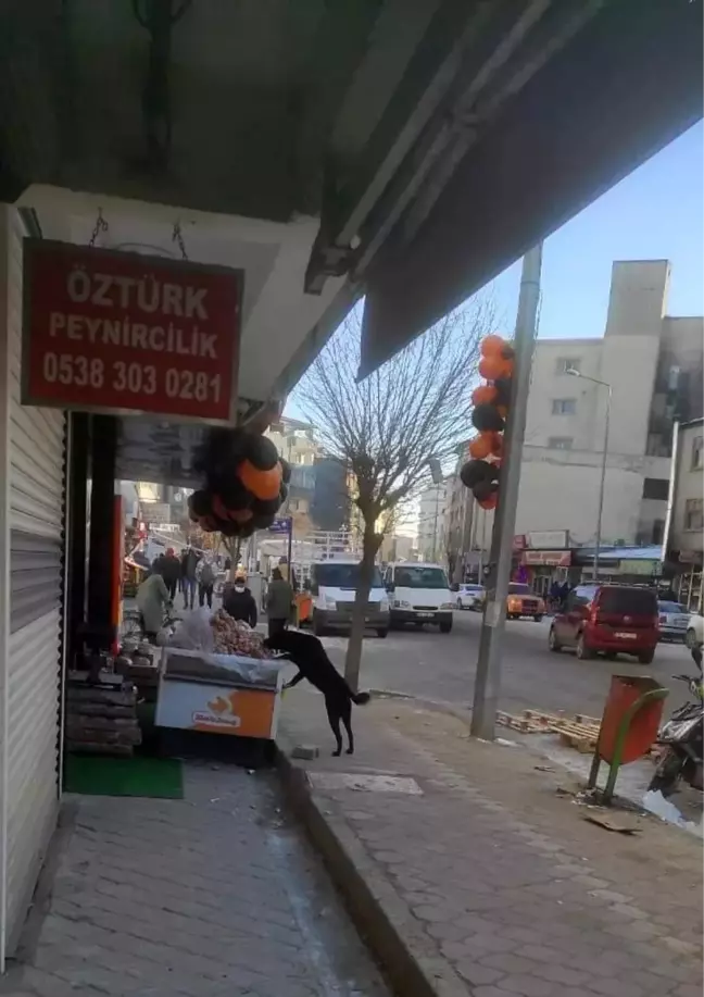 Iğdır'da dışarıda satışa sunulan etleri köpek yedi