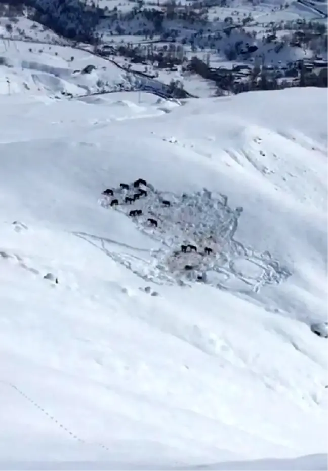 Hakkari'de sahipsiz atlar barınağa alındı
