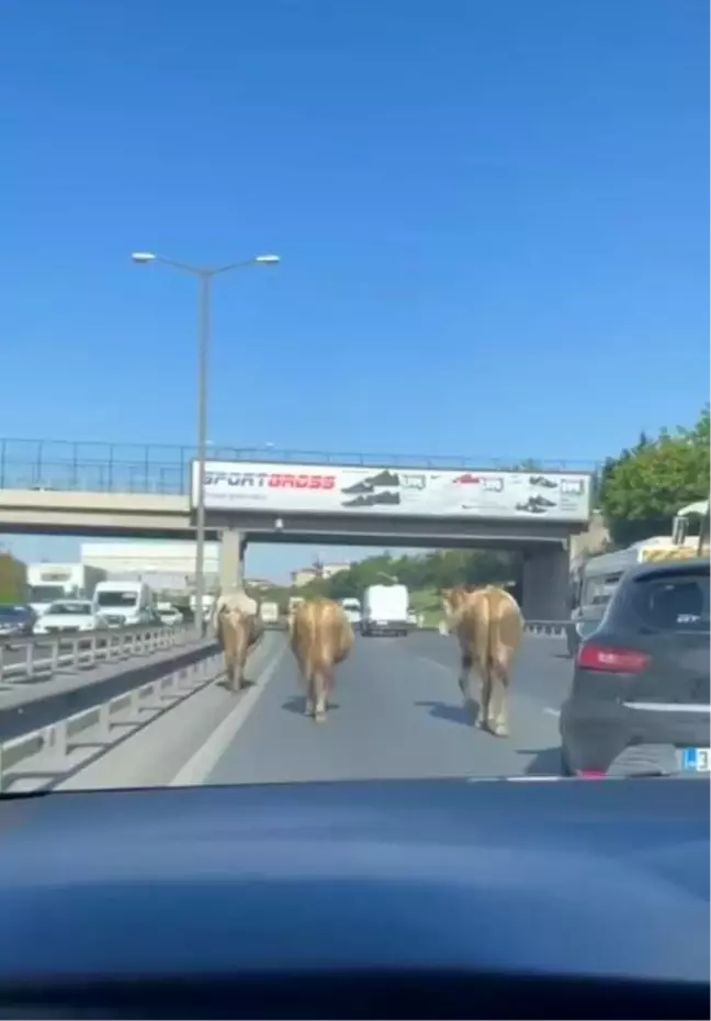 Sahibinden kaçan inekler TEM Otoyolu'na girdi, araçlar ilerlemekte güçlük çekti