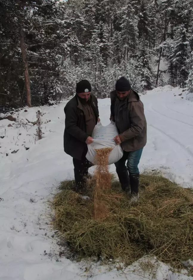 Beypazarı'nda yaban hayvanları için doğaya yem bırakıldı