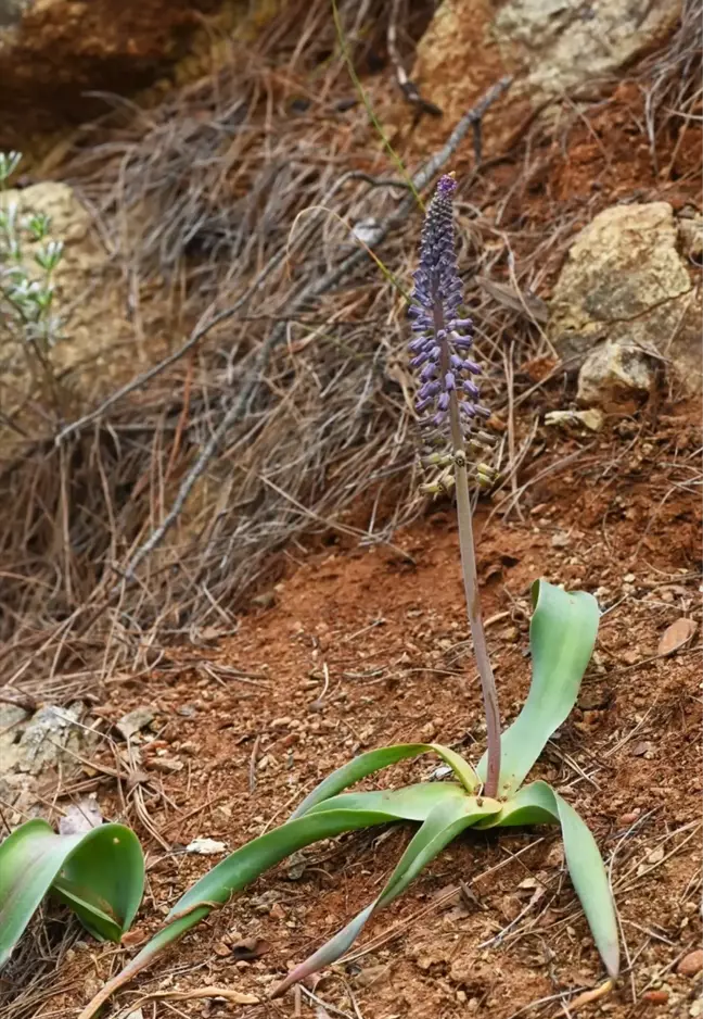 Muğla'da Yeni Bir Bitki Türü Keşfedildi