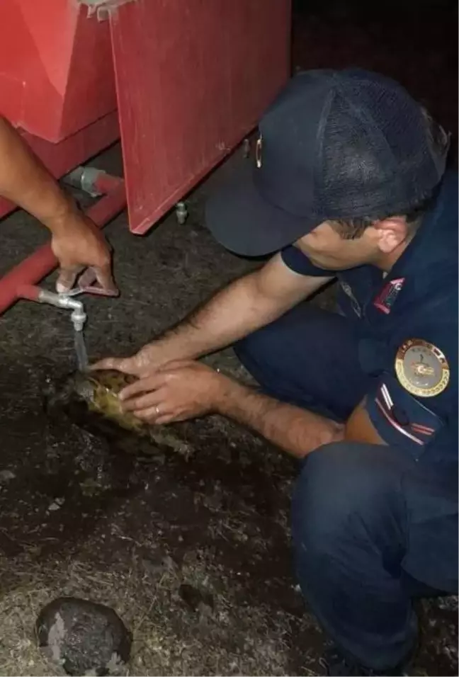 Orman yangınının ortasında kalan kaplumbağaya jandarma eli