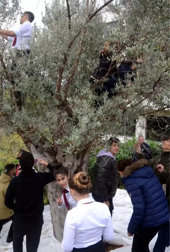 Ege'nin İki Yakası Zeytin Festivalinde Buluştu