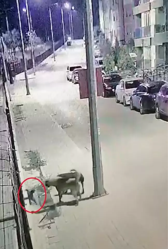 Antalya'da, başıboş 2 köpeğin kediyi boğduğu anlar kamerada