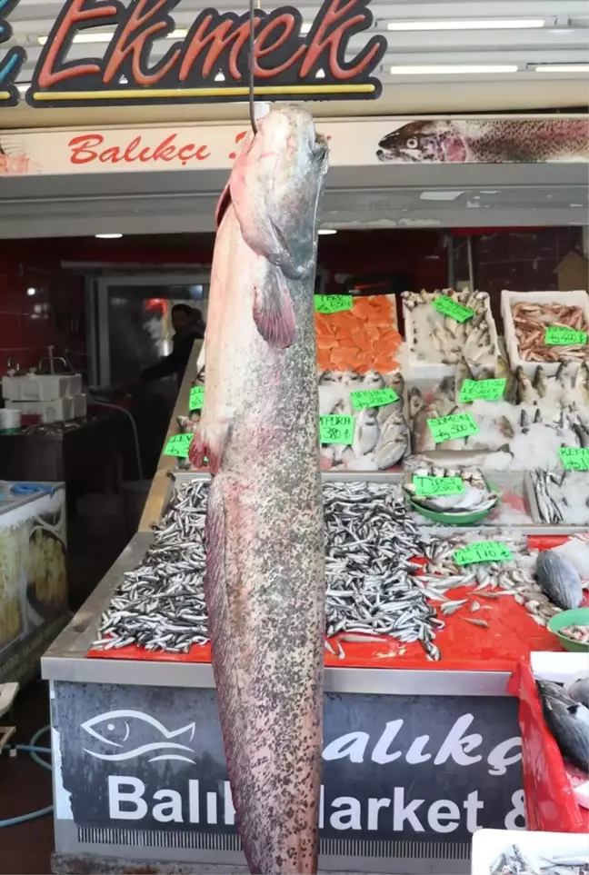 Amasya'da 2 Metre Uzunluğunda Yayın Balığı Yakalandı