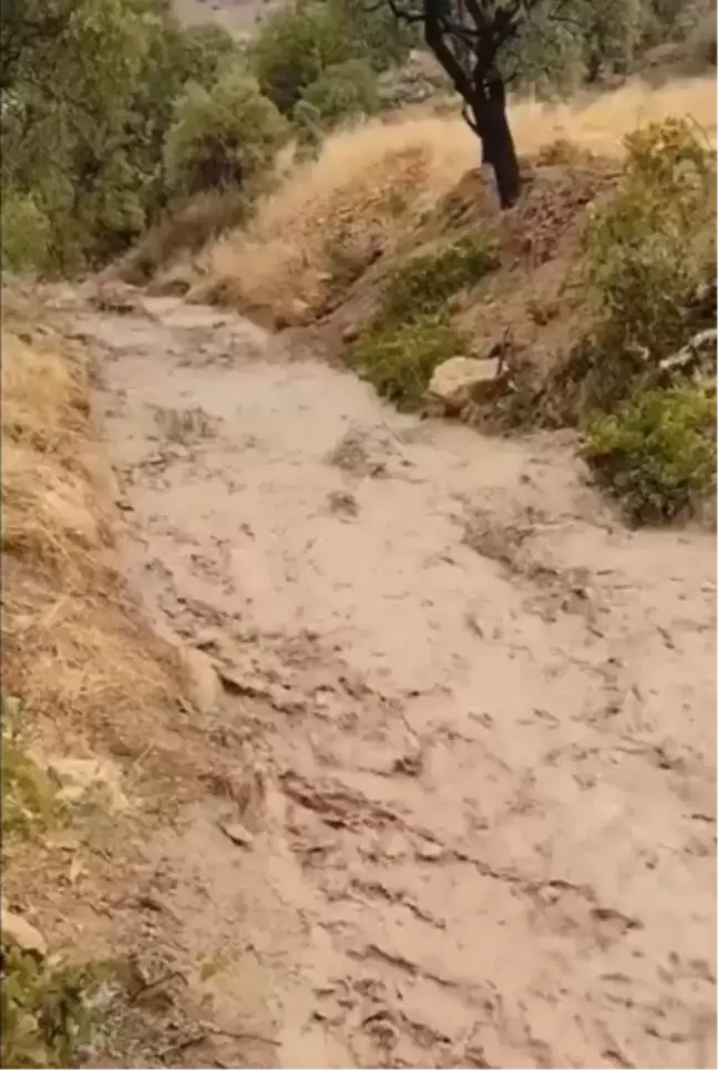 Elazığ'da Sağanak ve Dolu Kayısı Bahçelerini Vurdu