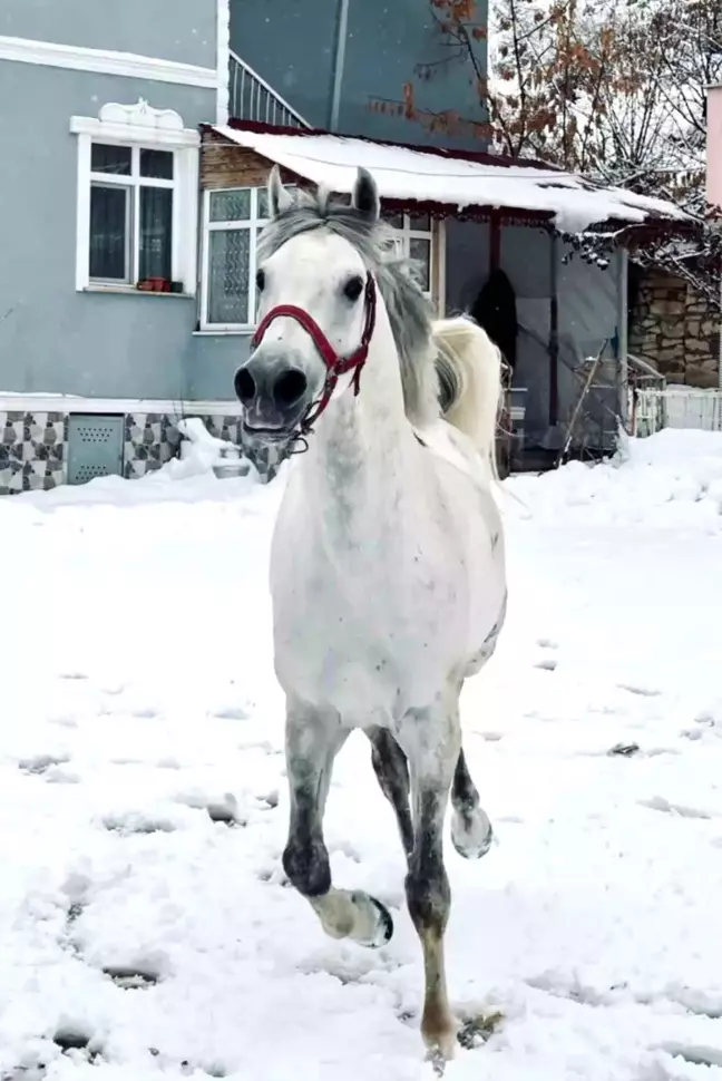 Bayburt'ta Cirit Sporcusunun 'Berat' İsimli Atı Viral Oldu