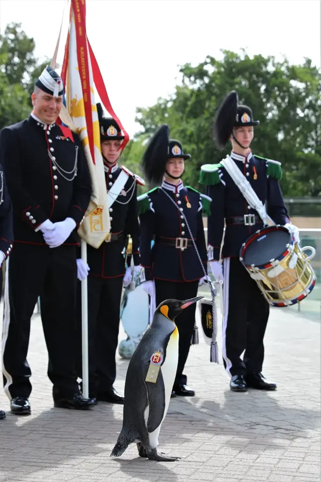 Sir Nils Olav, Dünyanın En Yüksek Rütbeli Pengueni