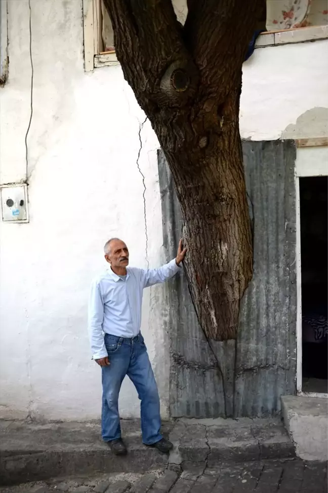 Gövdesi Evinin İçinde Kalan Baba Hatırası Ağaca Kıyamıyor