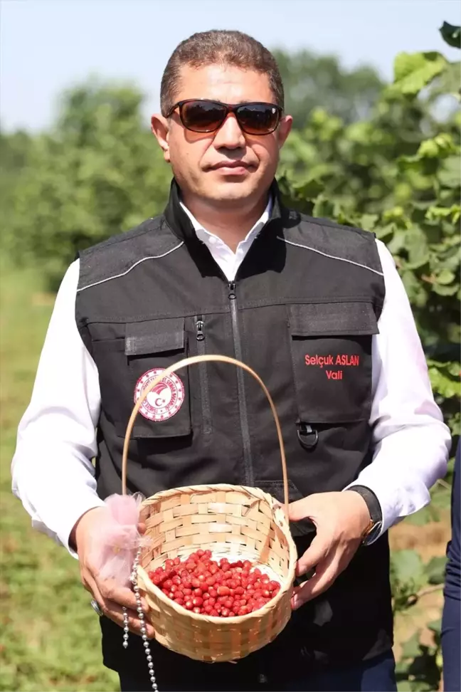 Düzce'de Fındık Bahçelerine Ekilen Dağ Çileği İlk Hasat Yapıldı