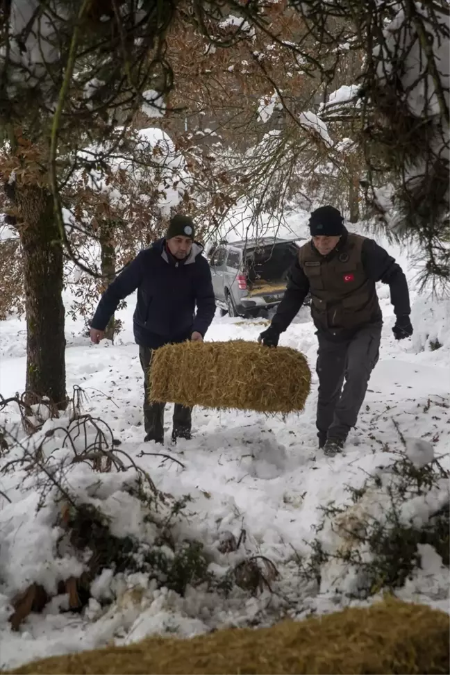 Bolu'da Yılkı Atları İçin Yem Bırakıldı