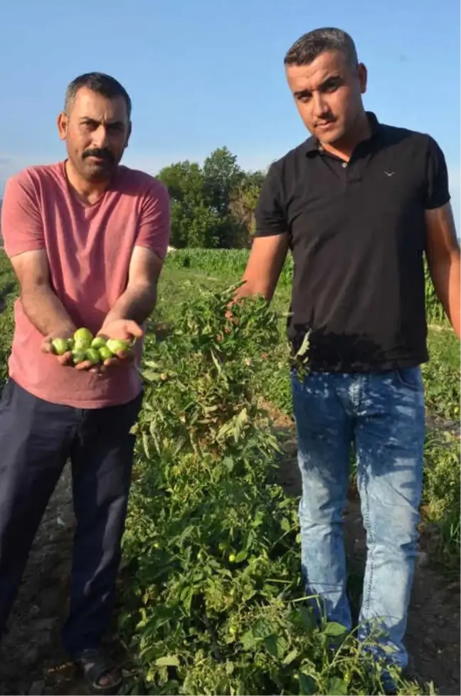 Solgunluk', Akhisar'daki Domatesi Vurdu