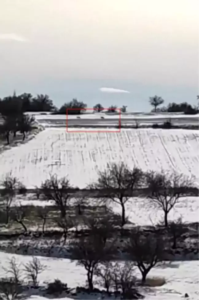 Kayseri'de kurtlar mahalleye indi, vatandaş bağırarak uzaklaştırdı