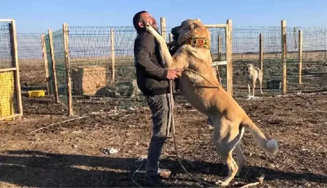 Köpek merakı yüzünden apartman dairesini satarak bahçeli ev aldı! Yavruları 10 ile 20 bin lira arasında satıyor