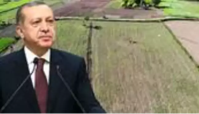 Cumhurbaşkanı Erdoğan'ın gündeme getirdiği kenevirin ekim alanı Vezirköprü'de iki katına çıktı