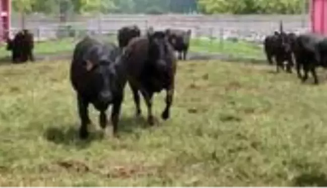 Bursa'da masaj ve müzikle yetiştirilen wagyu cinsi sığır etinin kilosu 7 bin lira