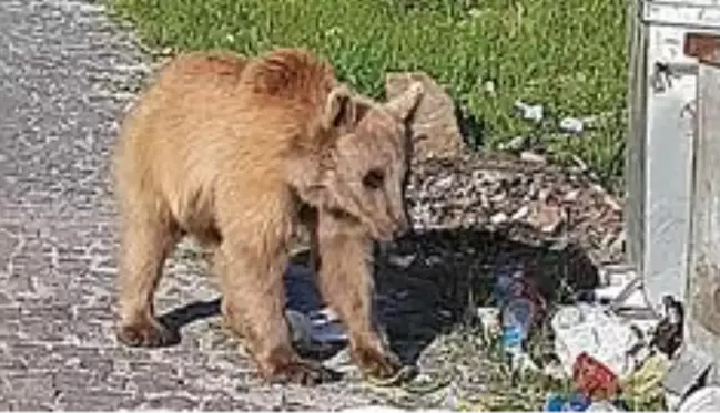 Bitlis'in maskotu boz ayılar yeniden görüldü