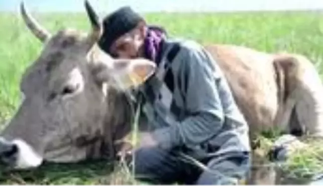 Bataklığa saplanan ineğinin başında sabahlayan Mehmet Amca bu bayram çok mutlu