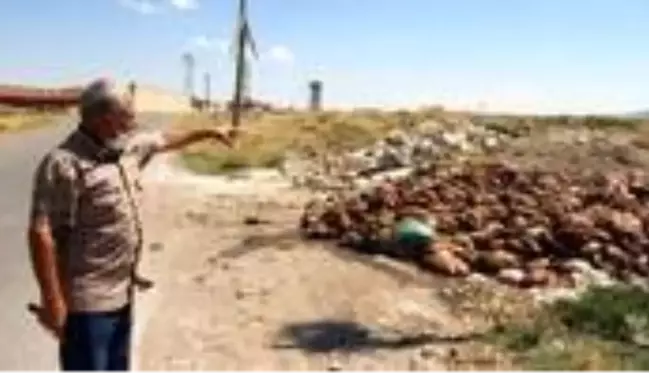 Yol kenarına kamyonlarla dökülen sakatatlar vatandaşların tepkisine neden oldu