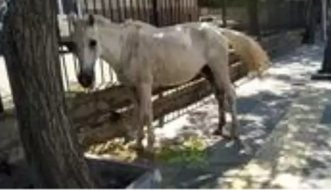 Görenler gözlerine inanamadı! Başıboş at, saatlerce şehrin göbeğinde dolaştı