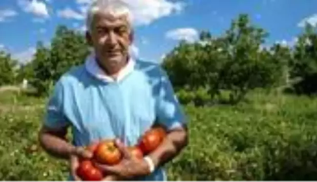 Sandıkta bulduğu asırlık Ayaş domatesi tohumu hayatını değiştirdi! Bir domatesten 30 TL kazanıyor