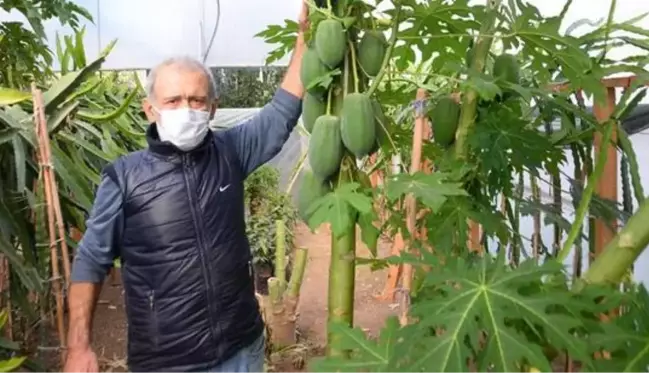 Bahçesinde yetiştirdiği papaya meyvesinden sezonda 45 bin TL gelir elde ediyor