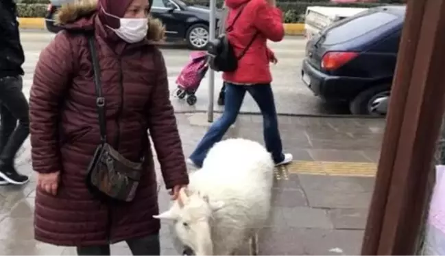 Çocuklarına duyduğu özlemi, kocasının hediye ettiği Pamuk'la gidermeye çalışıyor