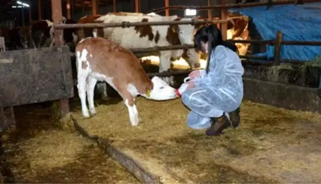 12 yaşındaki kız çocuğu, biriktirdiği harçlıklarla 3 buzağı alıp çiftçiliğe atıldı