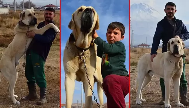 Fiyatı 70 bin liraya kadar çıkıyor! 'Aksaray malaklısı' almak isteyenler, 6 ay sırada bekliyor