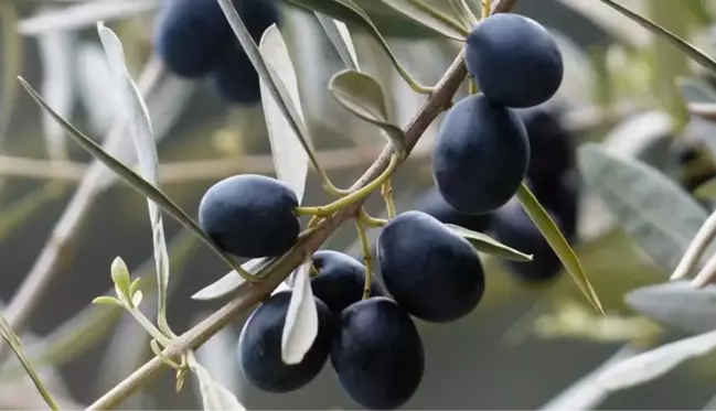 Zeytin yaprağının koronavirüsü parçaladığı bilimsel olarak ortaya kondu