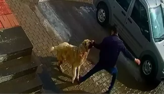 Sokak köpeğinin saldırısına uğrayan adam yumruk darbeleriyle kurtulabildi