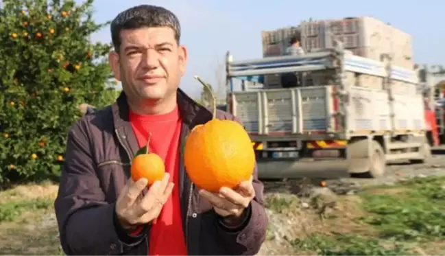 1 kilo 260 gramlık dev portakal görenleri şaşırttı