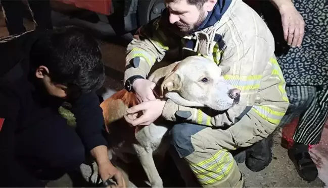 Yangında mahsur kalarak ölmek üzere olan köpek oksijen maskesi ve kalp masajıyla hayata döndü