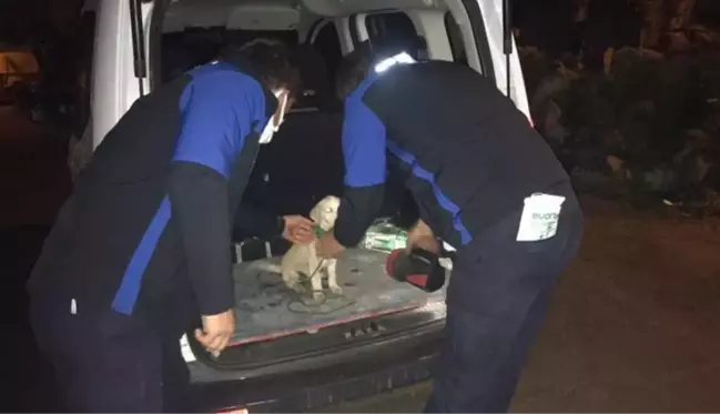 Boynuna ip dolayıp surlarda ölüme terk ettiler