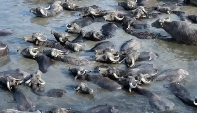 Serengeti Parkı değil Balıkesir Ovası! Mandaların dereyle buluşma anı görsel şölen oluşturuyor