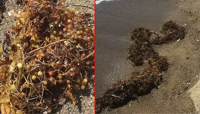 Deniz salyası bitmeden yeni kabus! Ege kıyılarını çürümüş yumurta gibi kokan yosunlar sardı