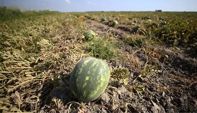 1 dönümden 10 tona kadar verim alınıyor ama yine de kurtarmıyor! Karpuz üreticileri fiyattan şikayetçi