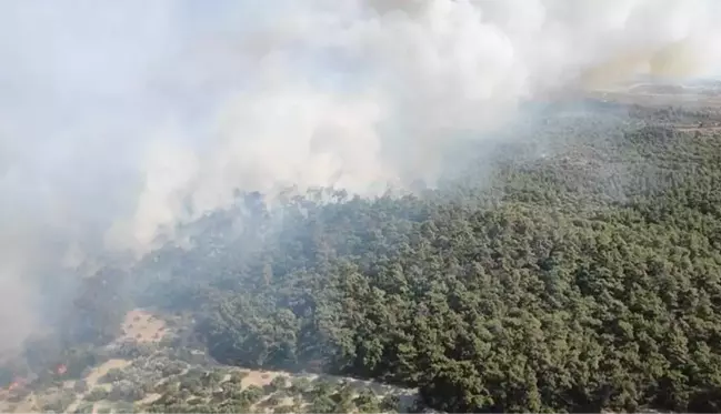 İzmir Foça'da orman yangını! Ekipler havadan ve karadan müdahale ediyor