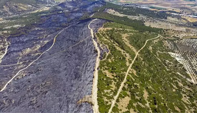 Foça'daki yangını, oyun oynayan iki çocuğun çıkardığı iddia edildi