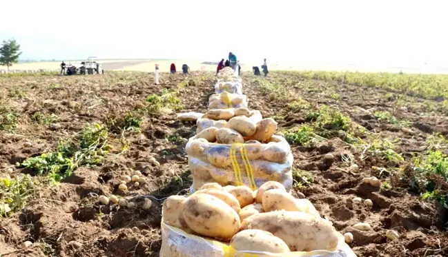 Niğde'de yazlık patates hasadı başladı