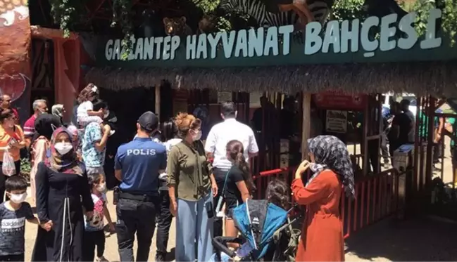 Gaziantep'te panik! Kafesini parçalayarak kaçan aslan önüne gelene saldırdı: 3 yaralı