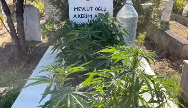 Bunu da gördük! Anneanne ve dedesinin mezarına kenevir ekti